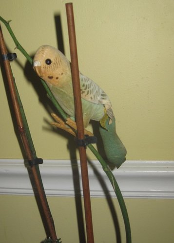Steiff Green, Black, and Yellow Parakeet