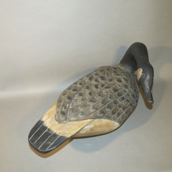 Canadian Goose