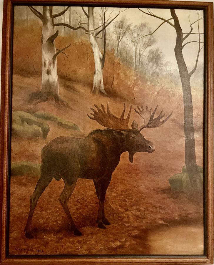 Bull Moose on Canvas