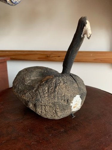 Coot decoy