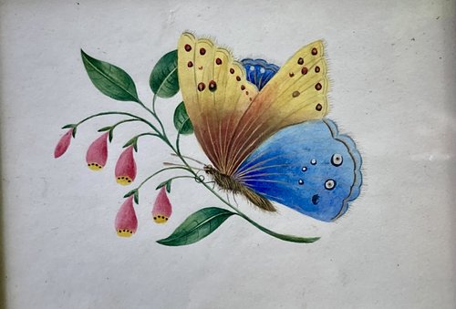Butterfly watercolor