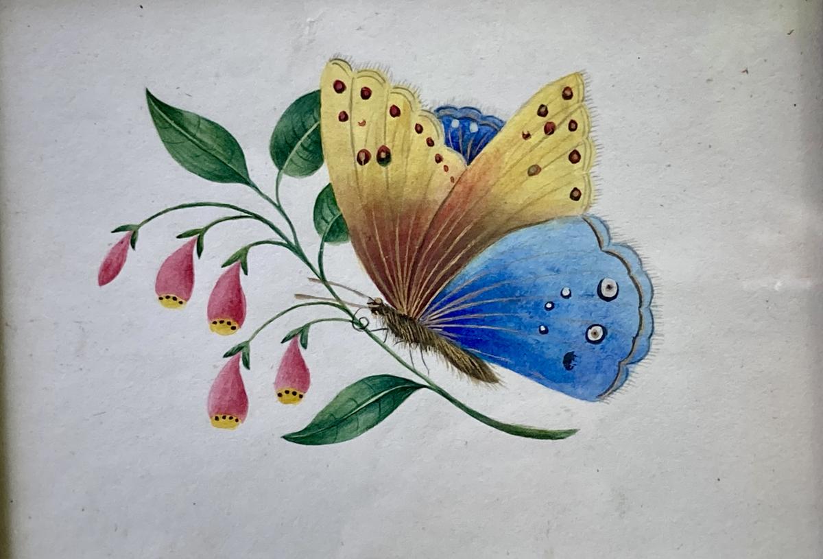Butterfly watercolor