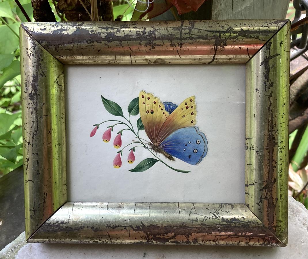Butterfly watercolor