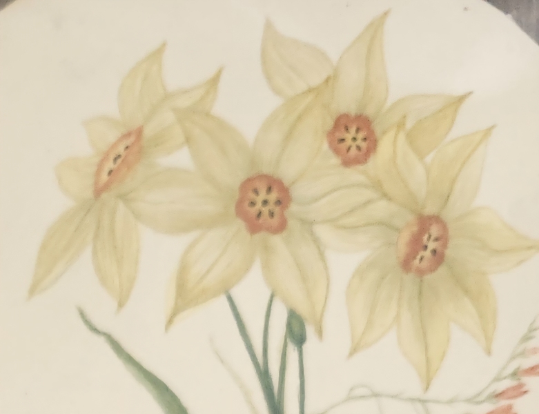**Framed Antique 1849 Daffodils Watercolor