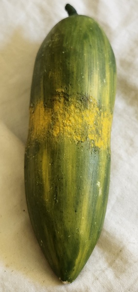 **Vintage Italian Stone Cucumber