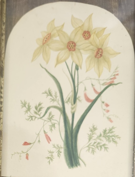 **Framed Antique 1849 Daffodils Watercolor