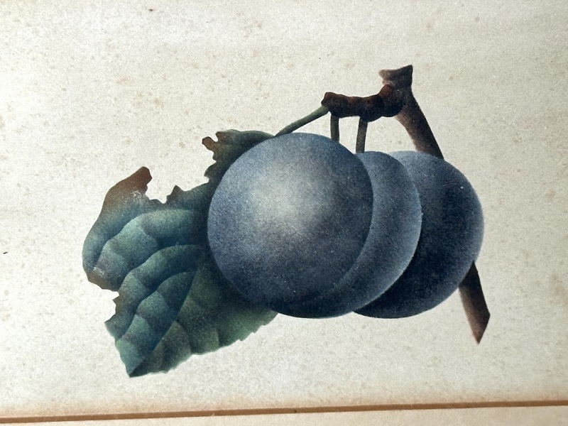 Early 1820s Painting of Plums Birdseye Maple Frame