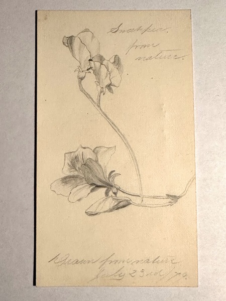 1871 Drawn from Nature Pencil Sketch of Sweetpeas
