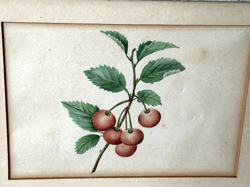 Early Cherries Painting in 1820s Birdseye Frame