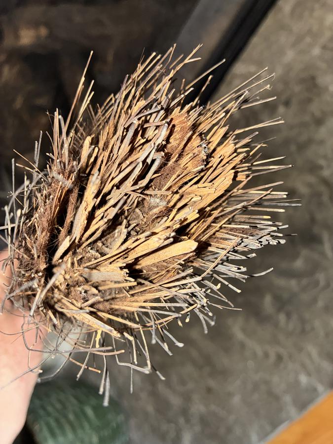 19th C shaved broom